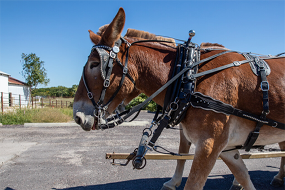 Photo of a mule team